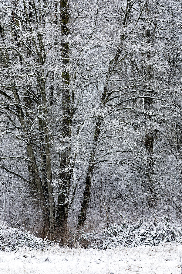 Snow on Tree Branches Photograph by Michael Russell