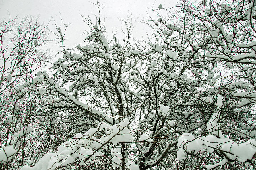 Snow on Trees Photograph by Elaine Berger