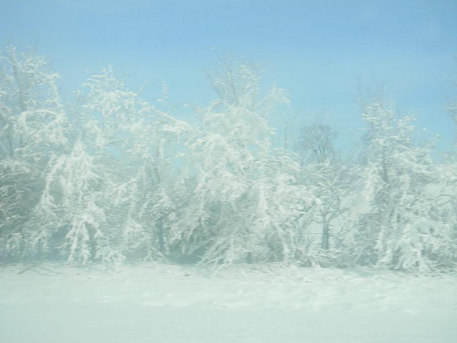 Snow On Trees Photograph