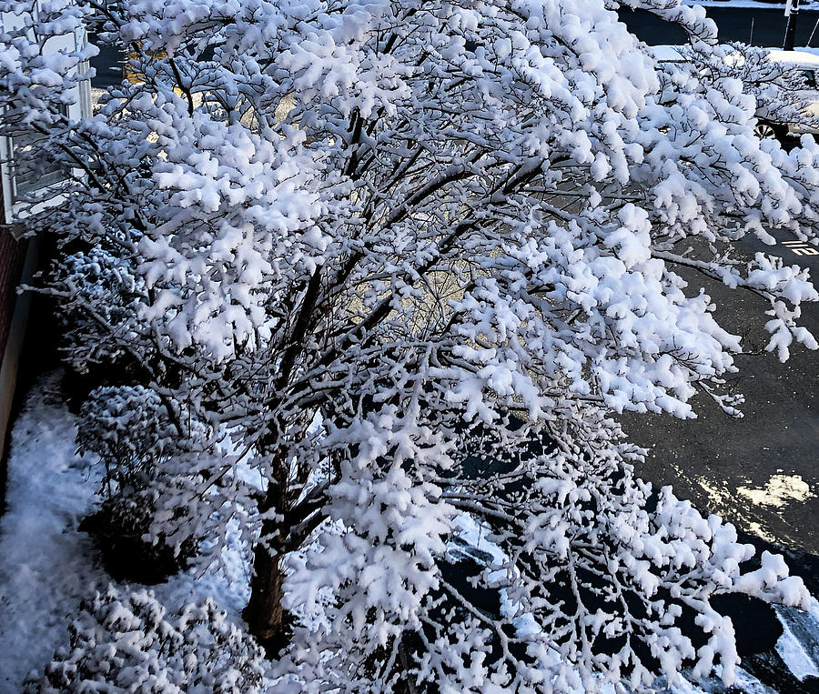 Snow on Trees Photograph by Lorraine Palumbo