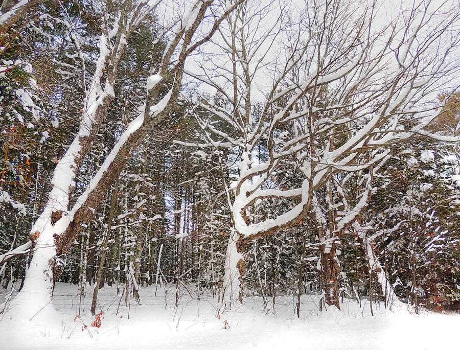 Snow on Trees Photograph by Nancy Griswold