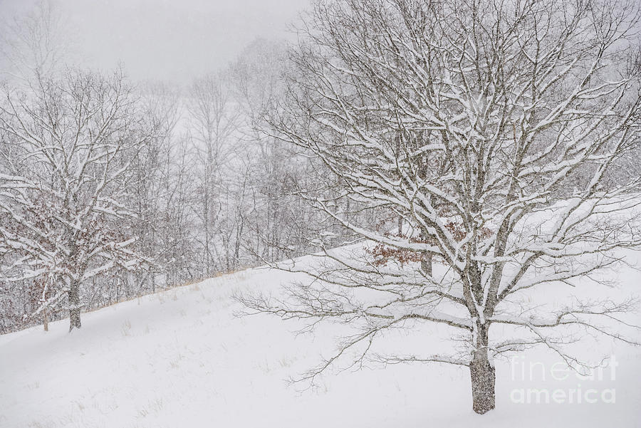 Snow on Trees Photograph by Thomas R Fletcher