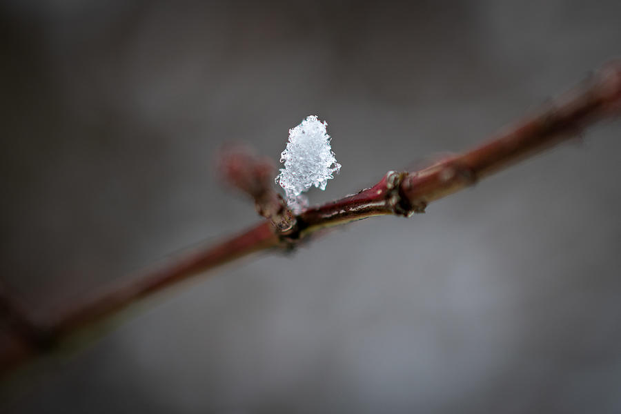 Snow on Twig Photograph by Evan Foster