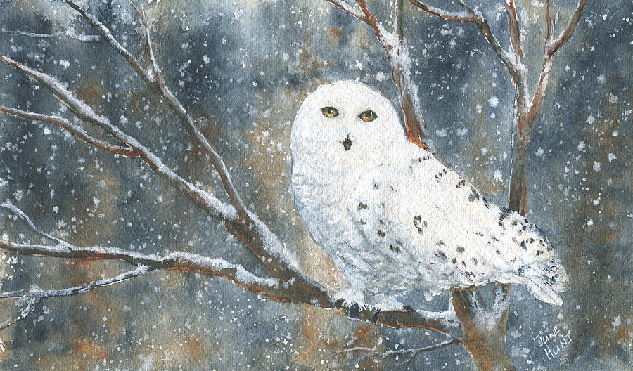 Snow Owl - Canada Painting by June Hunt