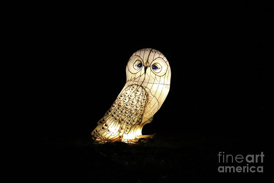 Snow Owl Getting Ready Photograph by Karen Silvestri Snow Owl Getting Ready Photograph by Karen Silvestri
