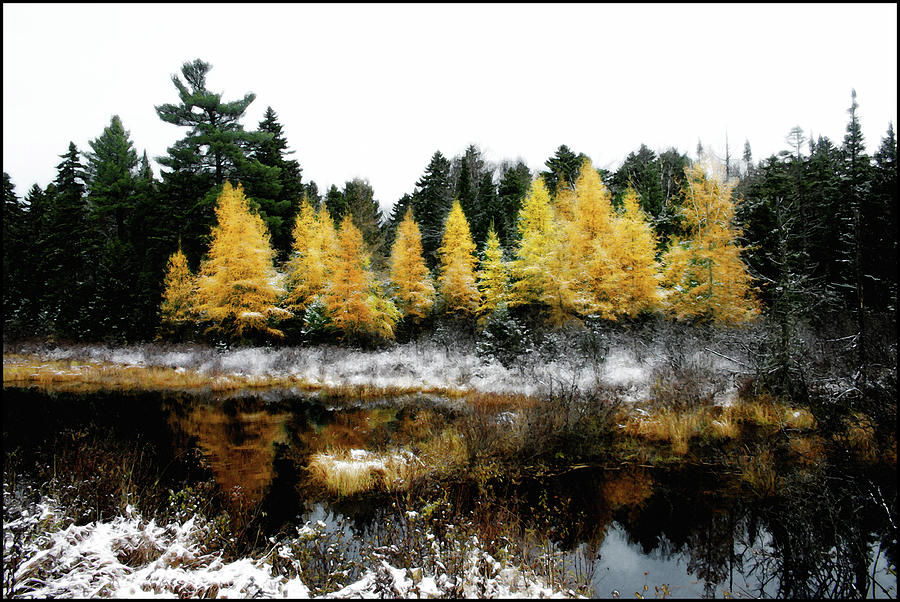 Snow Paints Larch Grove Photograph by Wayne King