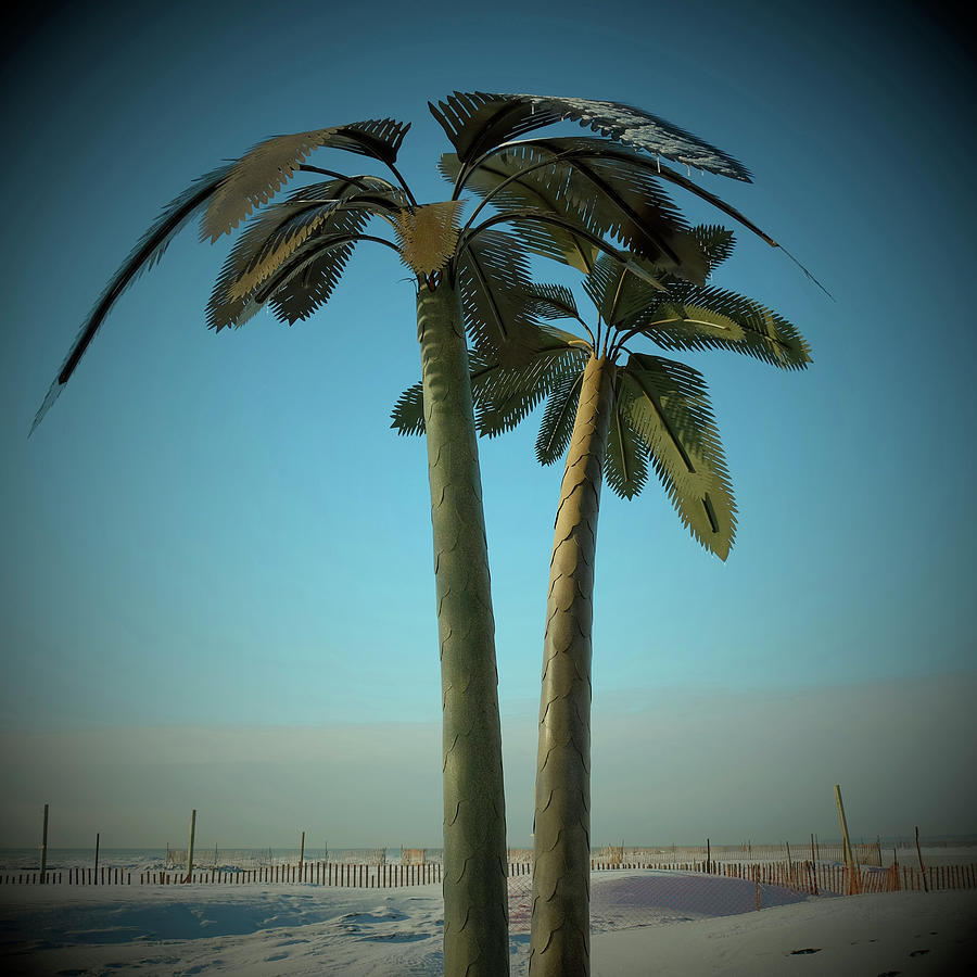 Snow Palm #1 Photograph by Jerry Golab