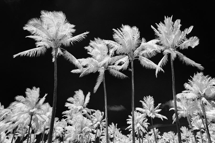 Snow Palms Photograph by Sean Davey