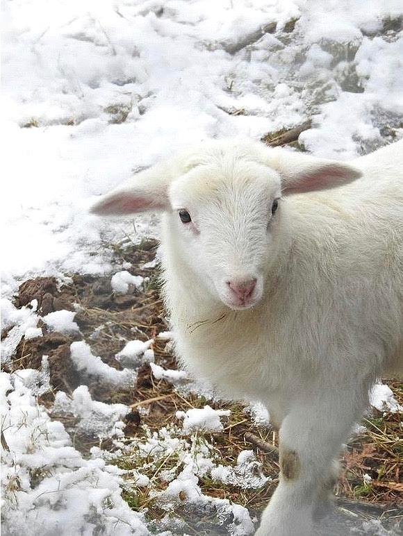 Snow Pea the Baby Lamb Photograph by Kathy Chism