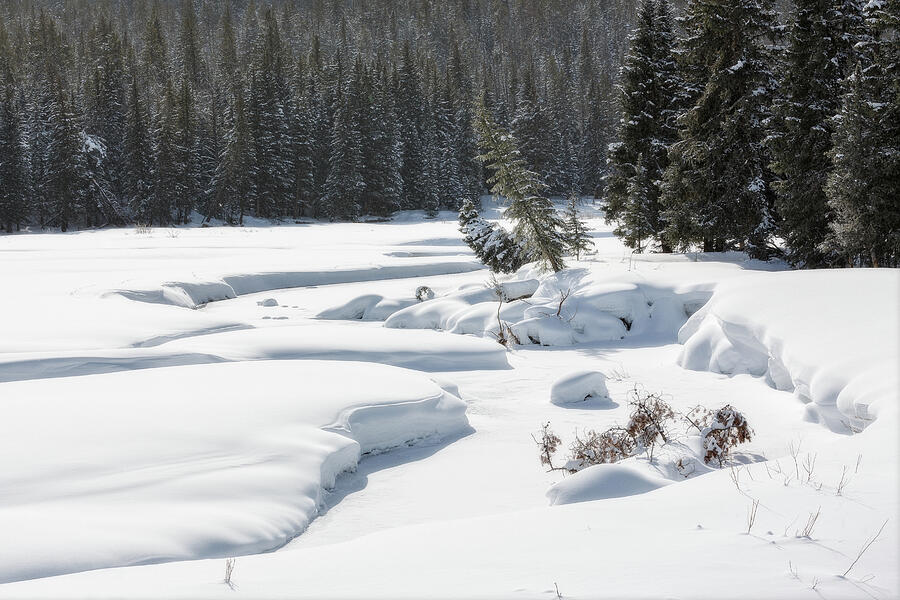 Yellowstone National Park Photograph - Snow Pillows Along The Creek by Ann Skelton