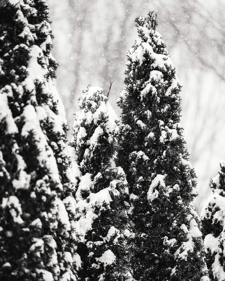 Snow Pine II Photograph by Rich Kovach