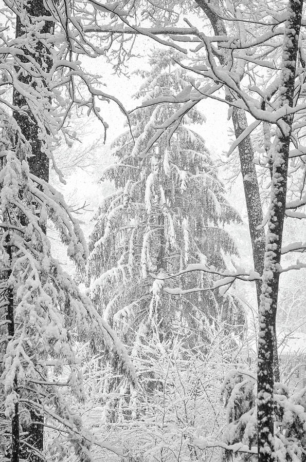 Snow Pine Photograph by Steven Nelson