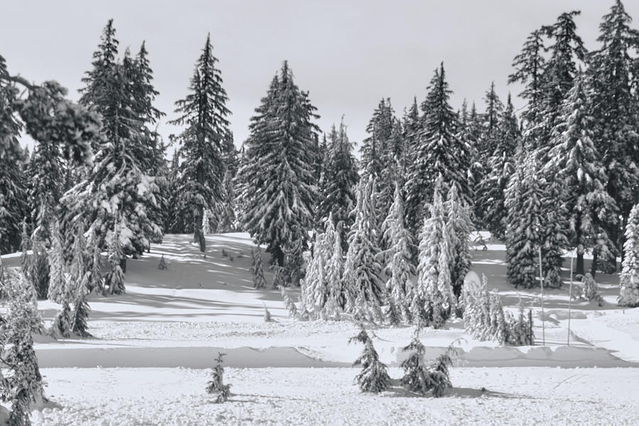 Snow Pines Black and White Photograph by Cathy Anderson