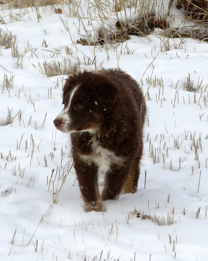 Snow Pup Photograph by Katie Keenan