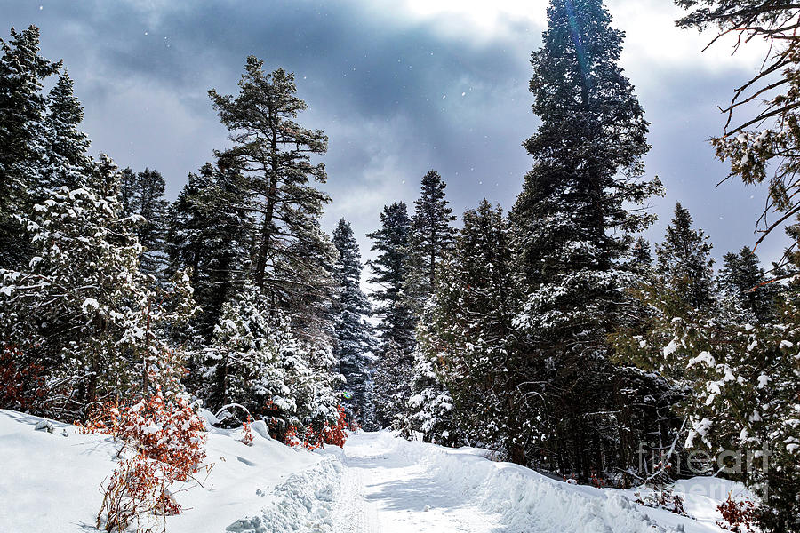 Snow Road from El Salto NM Photograph by Elijah Rael
