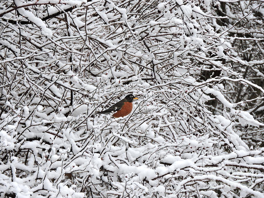 Snow Robin In New England # 1 Photograph by Marcia Lee Jones