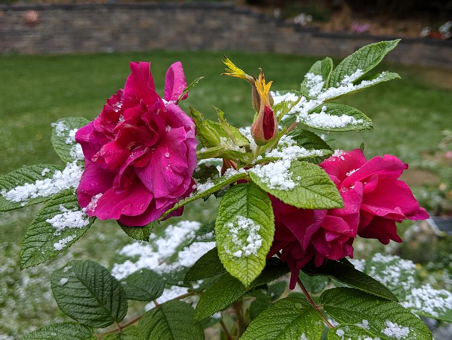 Snow roses Photograph by Lisa Mutch