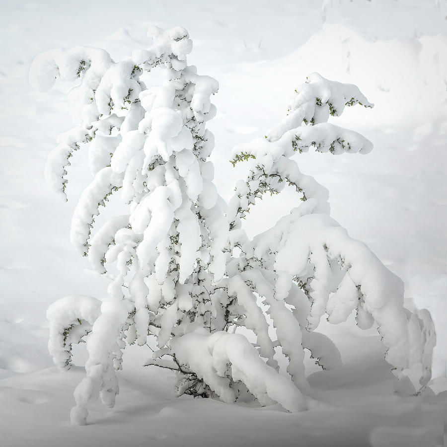 Snow Sculpture Photograph by Maria Coulson