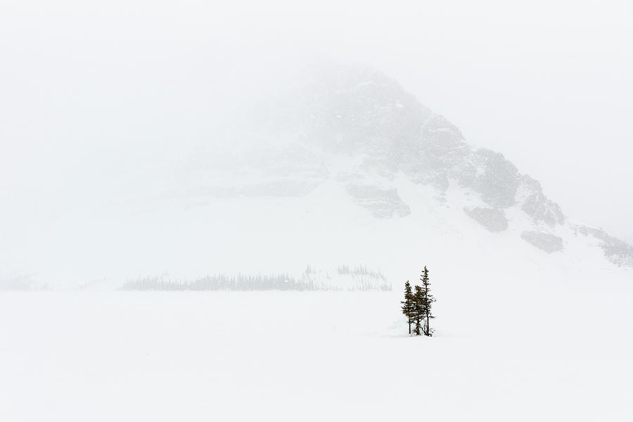 Snow Sentinal Photograph