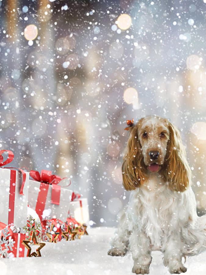 Snow Spaniel and Gifts Photograph by Susan Molnar