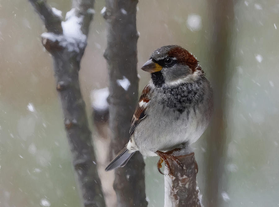 Snow Sparrow in Winter Photograph by Mary Lynn Giacomini