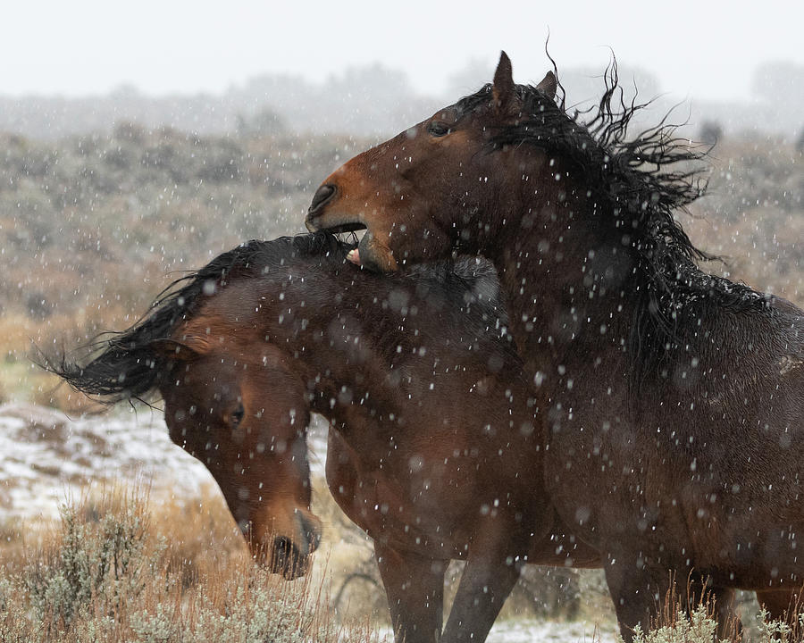Snow Stallions Photograph by Mary Hone
