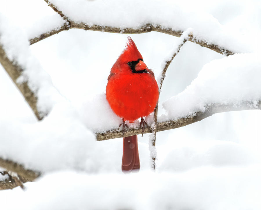 Snow Storm Cardinal Photograph by Lara Ellis