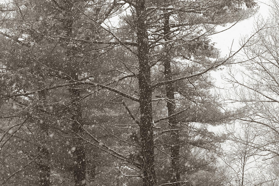Snow Storm  in Sepia Photograph by Lorraine Palumbo
