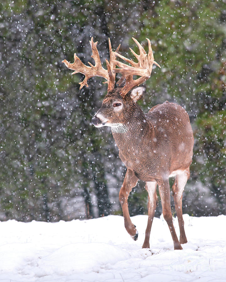 Snow Storm Whitetailed Buck Photograph by Timothy Flanigan
