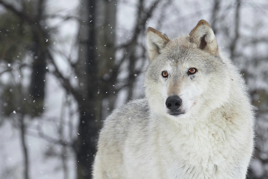 Snow Storm Wolf Photograph by Wes and Dotty Weber