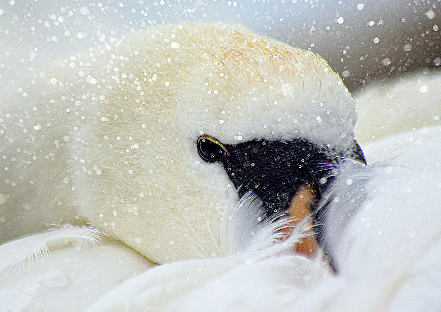 Snow Swan Photograph by Gareth Parkes