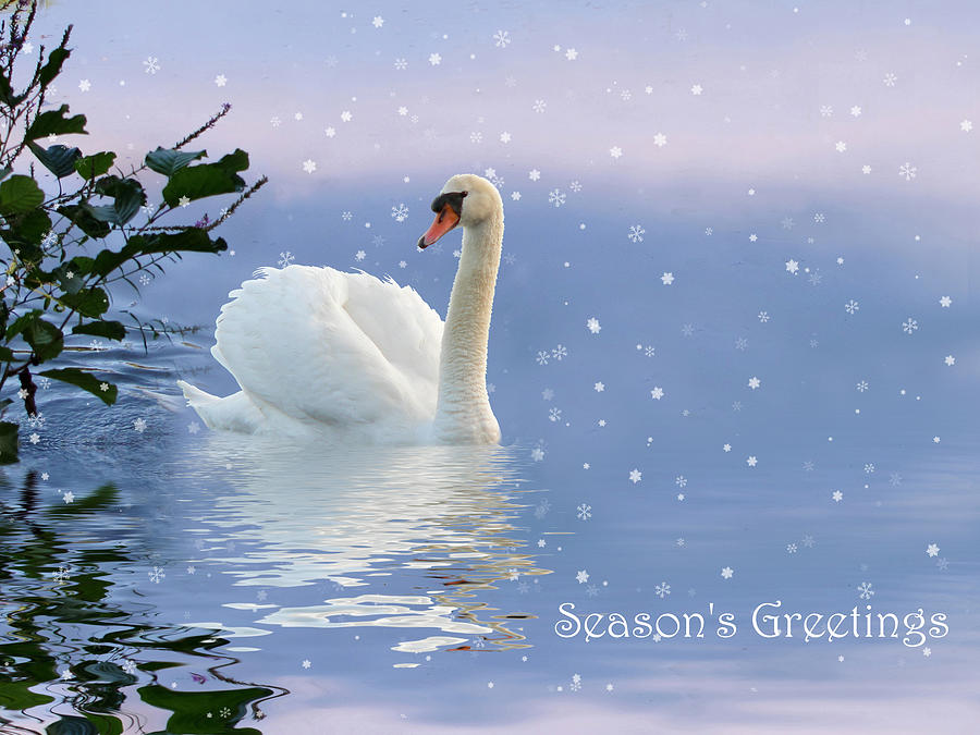 Swan Photograph - Snow Swan II by Jessica Jenney