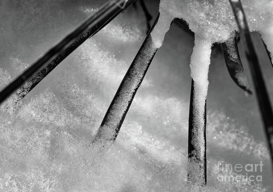 Snow Swords Black and White Photograph by Karen Adams