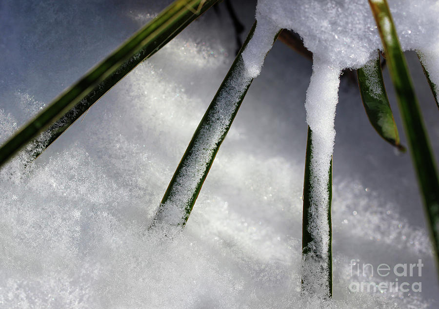 Snow Swords Photograph by Karen Adams