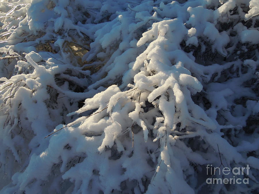 Tree Photograph - Snow by Tonya Henderson