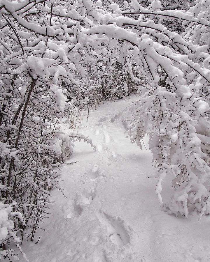 Snow Tracks Photograph by Scott Olsen
