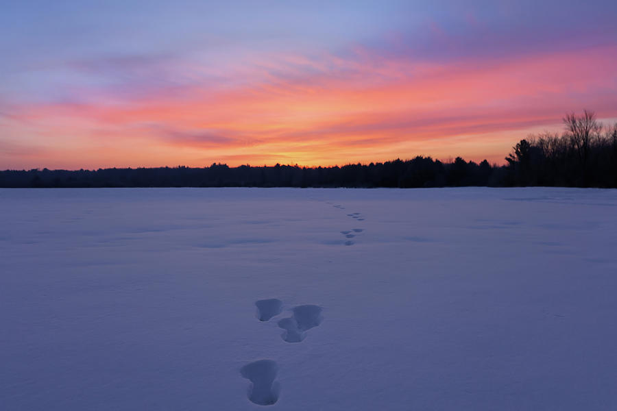 Snow Tracks Sunrise Photograph by Brook Burling