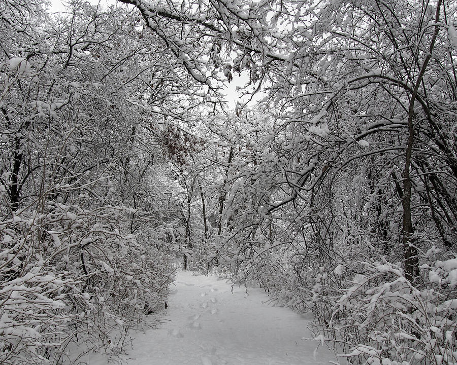 Snow Trail Photograph by Scott Olsen