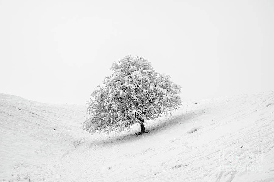 Snow Tree and Fog Photograph by Tim Gainey