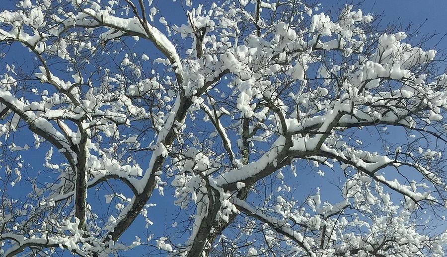 Snow Tree Digital Art by Cindy Greenstein