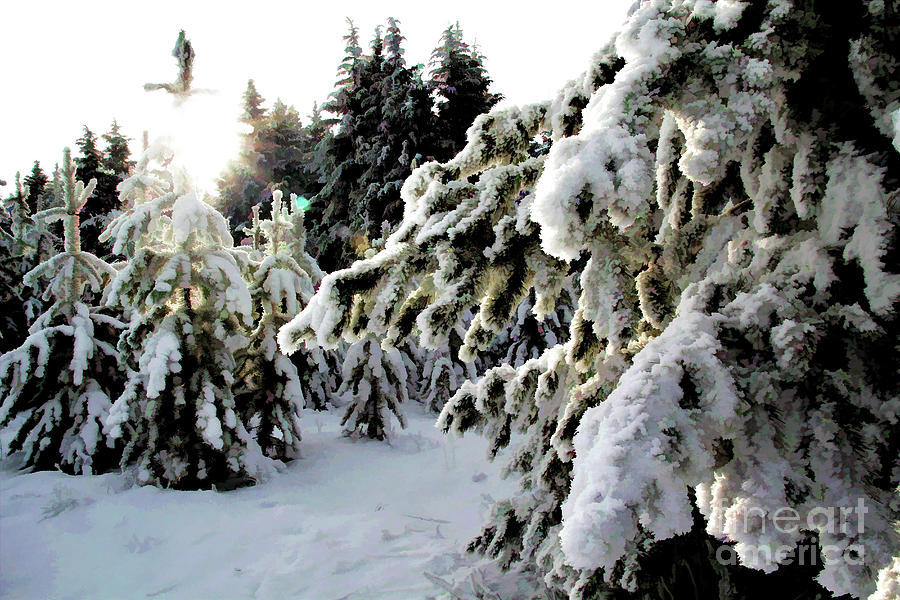 Snow Tree Line Photograph