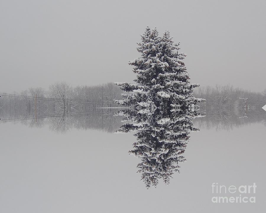 Snow Tree Magic Photograph by Christina Verdgeline