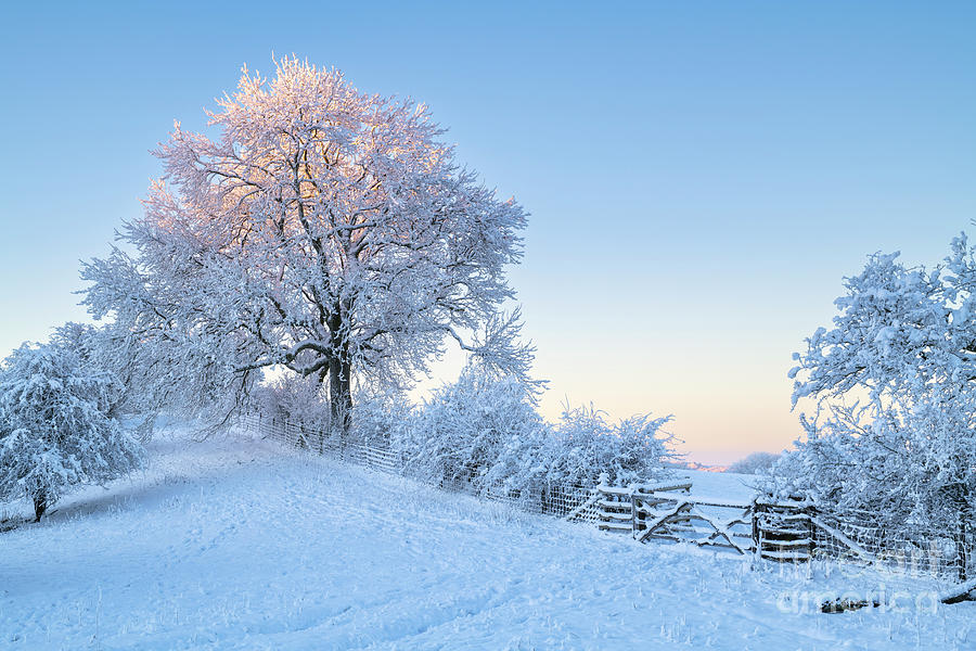 Snow Trees and Sunrise on Broadway Hill Photograph by Tim Gainey