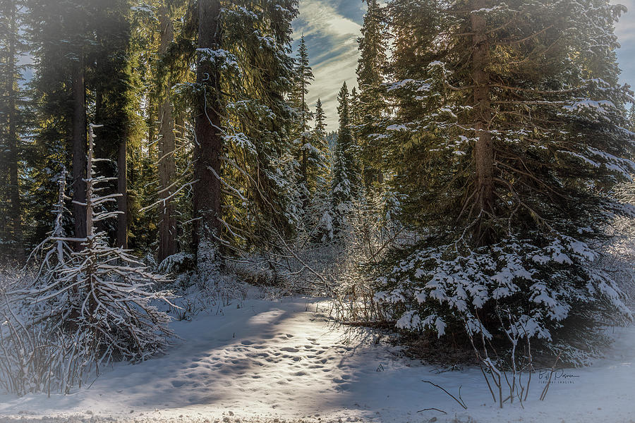 Snow Trees Photograph by Bill Posner