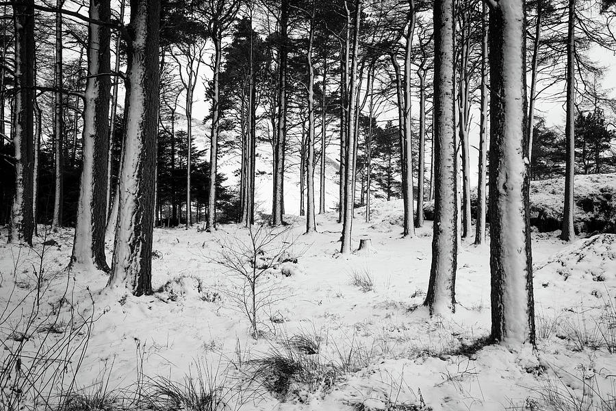 Snowdonia National Park Photograph - Snow Trees IV by Peter OReilly