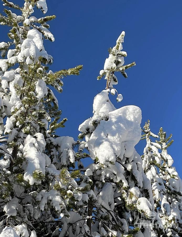 Snow Trees Photograph by Jennifer Lake