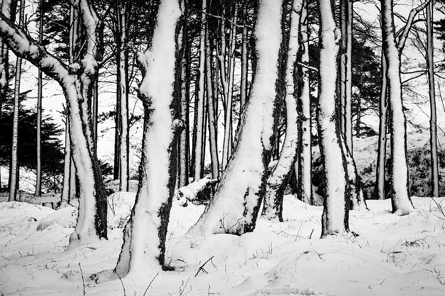 Snowdonia National Park Photograph - Snow Trees V by Peter OReilly