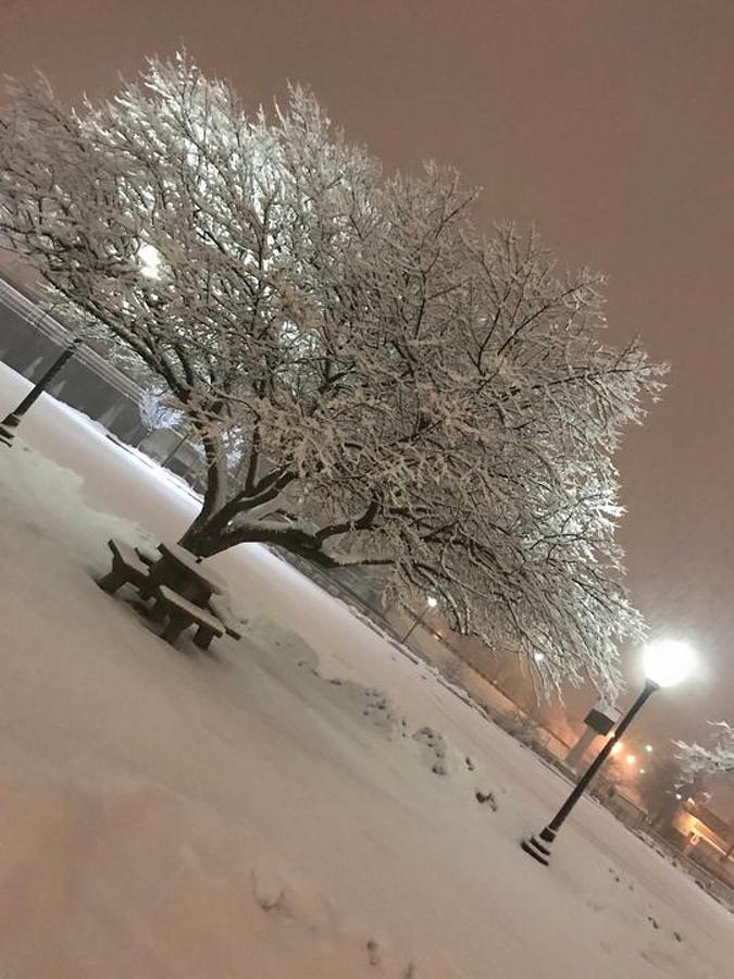 Snow Treezo Photograph by Marcia k Rogers