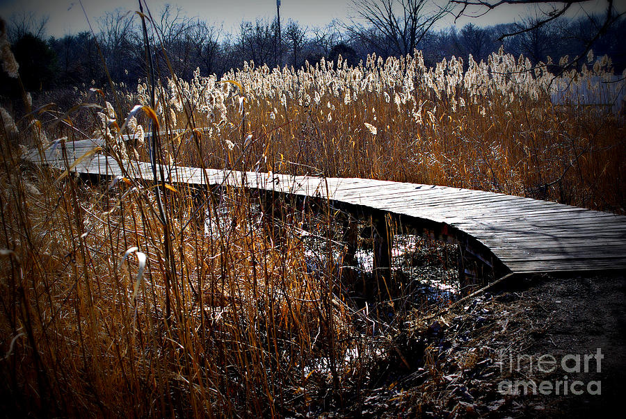 Snow Under The Wetlands Bridge Photograph