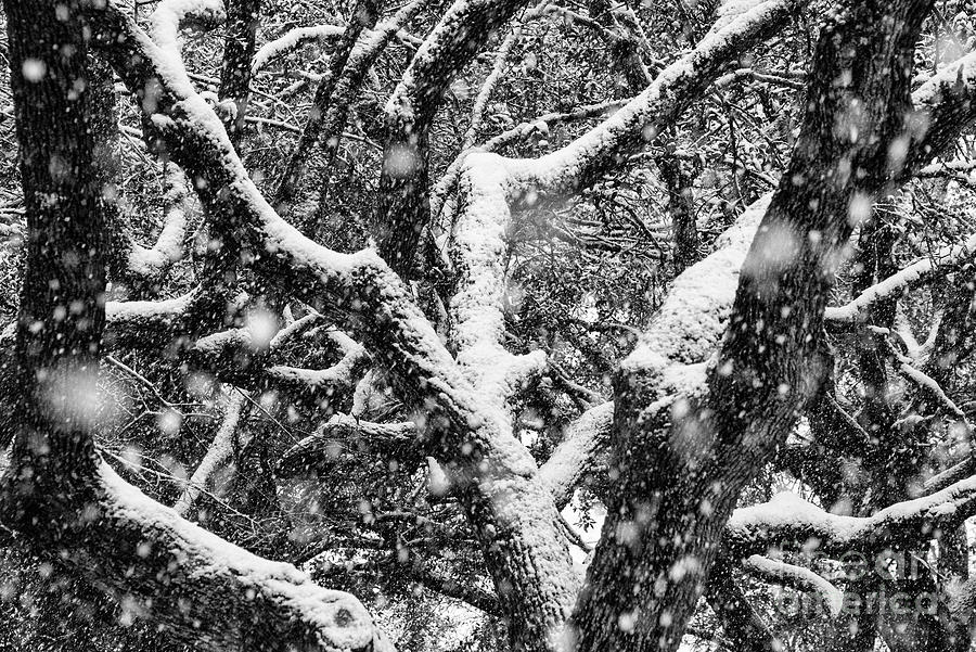 Snow White Oak Photograph by Bob Phillips